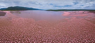 Flamingo, Kenya, Lake Bogoria #18