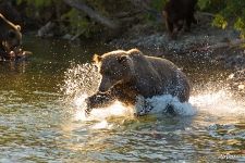 Bear is fishing