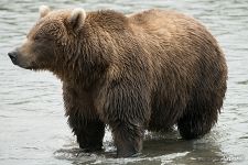 Brown bear