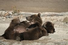 Bear family: mom and kids