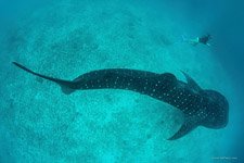 Underwater Maldives